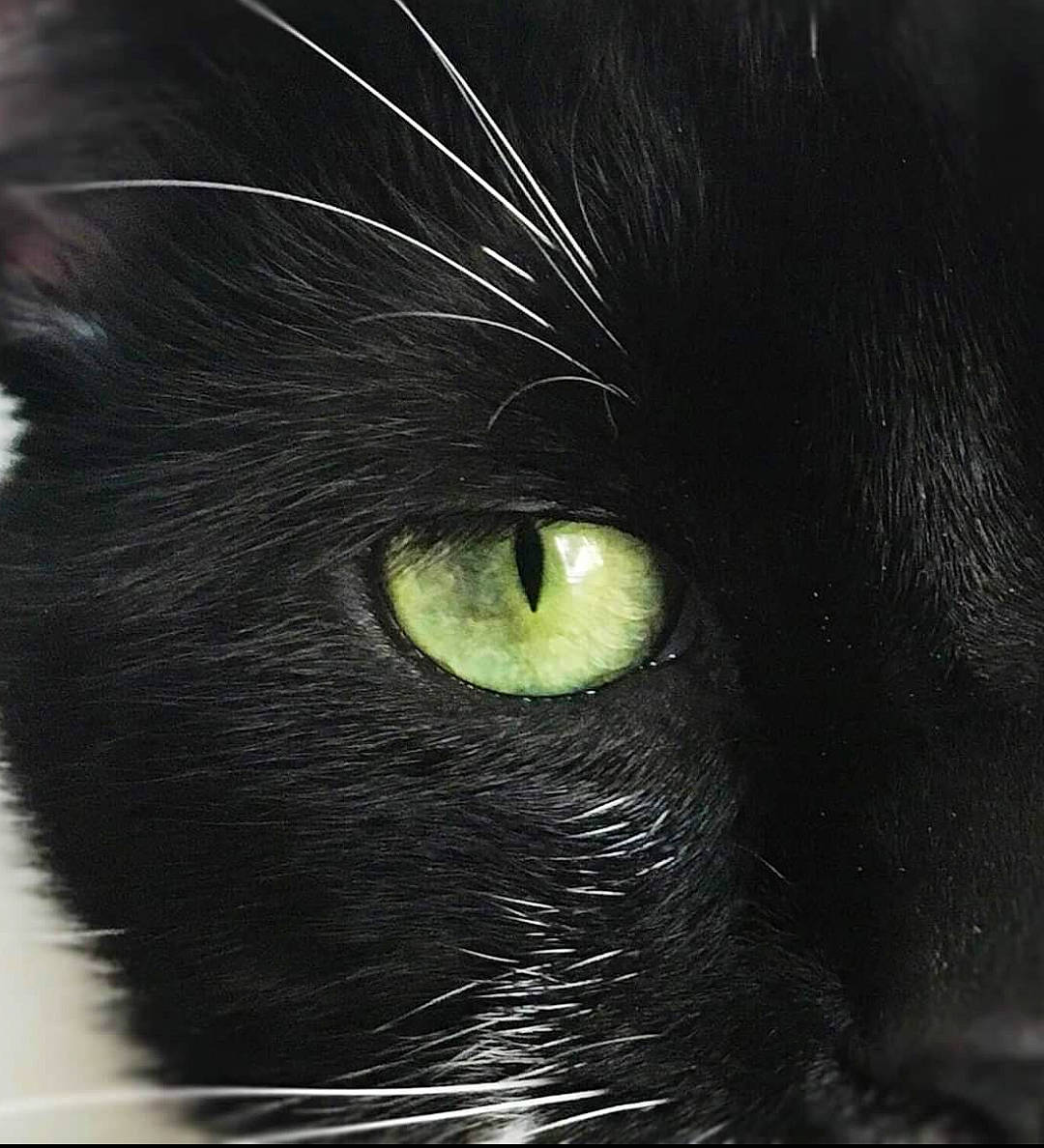 Thor is registered to the contest to win money with this photo: black_cat, bombay, carnivore, cat, darkness, domestic_short_haired_cat, felidae, fur, iris, small_to_medium_sized_cats, snout, terrestrial_animal, whiskers