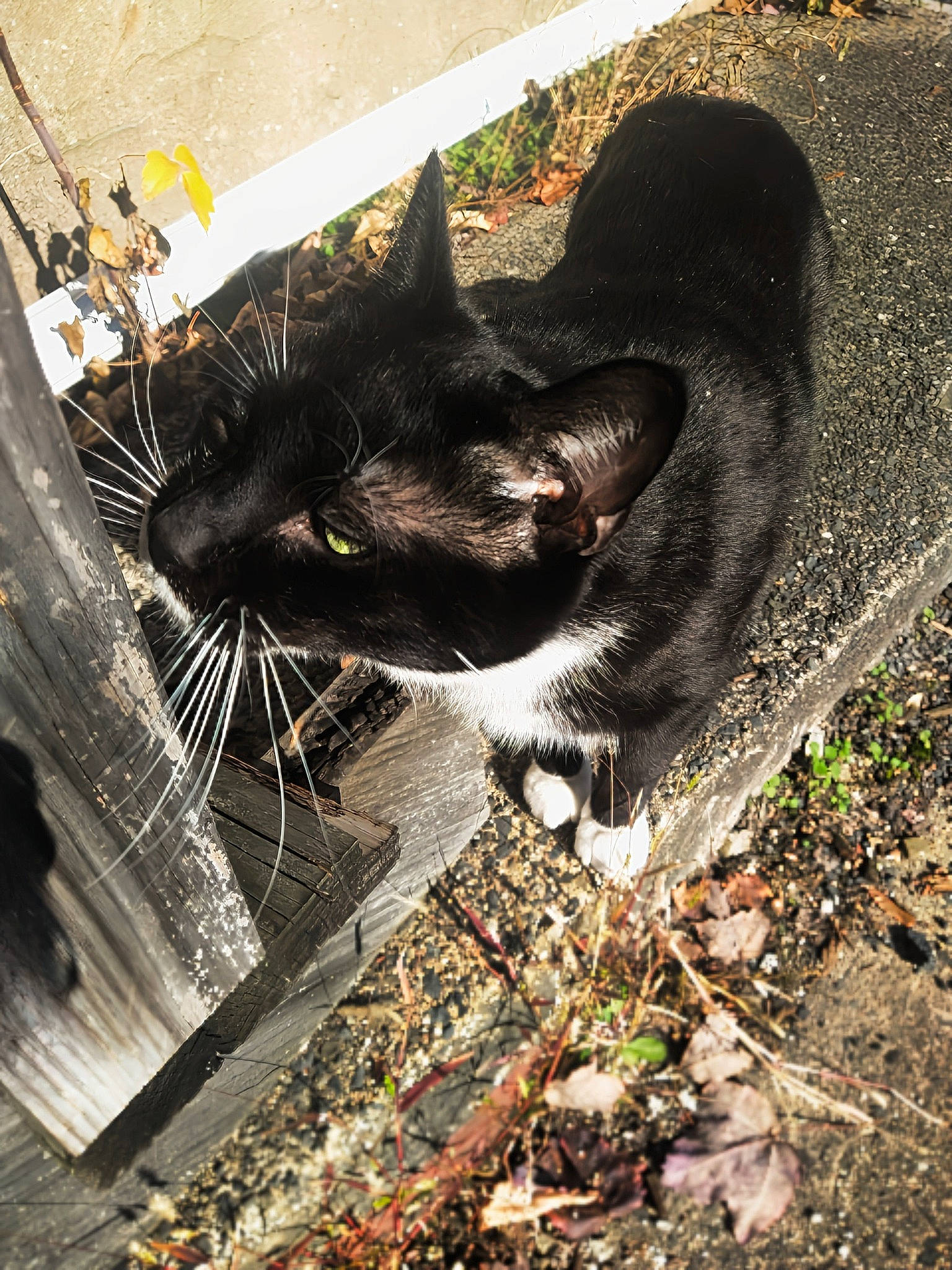 Thor joined the competition — help win amazing prizes! auto_part, automotive_tire, automotive_wheel_system, black_cat, carnivore, cat, dog_breed, domestic_short_haired_cat, felidae, fur, grass, road_surface, small_to_medium_sized_cats, snout, soil, sporting_group, tail, tree, whiskers, wood