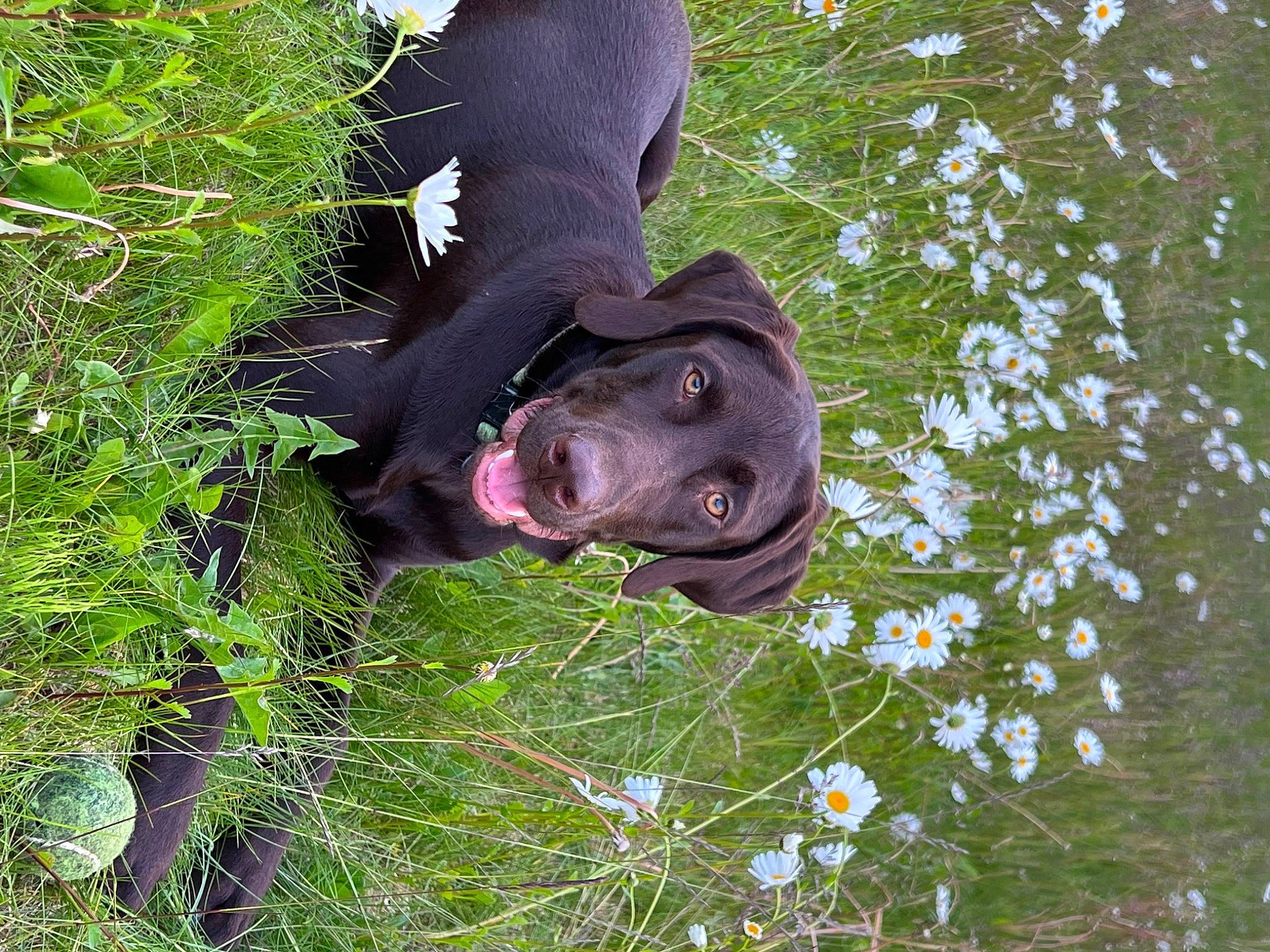 Trapper joined the competition — help win amazing prizes! carnivore, dog, dog_breed, flower, fur, glove, grass, grass_family, grassland, groundcover, happy, meadow, people_in_nature, personal_protective_equipment, plant, sculpture, shrub, sporting_group, terrestrial_animal, tree