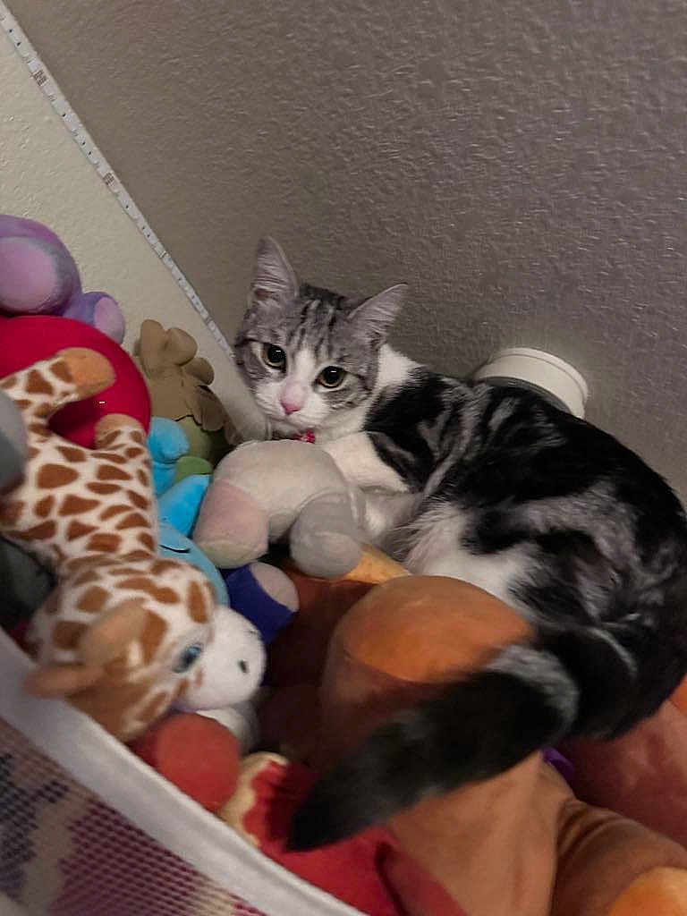 Pua joined the competition — help win amazing prizes! animal, cat, closeup, colorful, cozy, curious, domestic_animal, ears, feline, giraffe_toy, indoor, pet, plush_toys, resting, soft_toys, stuffed_animals, toy_collection, wall, whiskers, young_cat