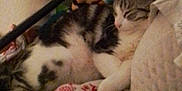Pua is registered to the contest to win money with this photo: animal, blanket, cat, comfort, cozy, cute, feline, fur, home, indoor, luigi, pet, pillow, plush_toy, relaxation, resting, sleeping, soft, striped_cat, toy