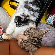 Pua joined the competition — help win amazing prizes! arm, blanket, cat, close_up, comfort, cozy, cute, domestic_animal, fur, indoor, patterned, paw, person, pet, relaxed, rest, resting, sleeping, soft, striped_cat
