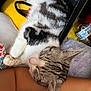arm, blanket, cat, close_up, comfort, cozy, cute, domestic_animal, fur, indoor, patterned, paw, person, pet, relaxed, rest, resting, sleeping, soft, striped_cat