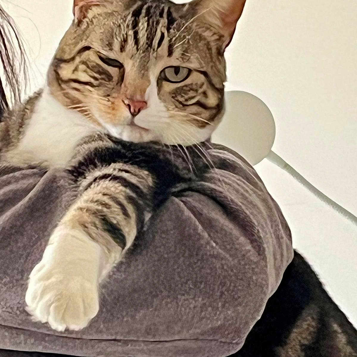 Coquin a rejoint le concours — aidez-le/la à gagner de superbes lots ! animal, cat, closeup, cozy, cute, ears, face, feline, fur, home, indoor, looking, mammal, paw, pet, portrait, relaxed, tabby, whiskers, winking