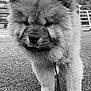 animal, black_and_white, canine, cute, dog, ears, expression, fluffy, fur, gravel, leash, nature, nose, outdoor, paw, pet, portrait, puppy, walking, young_dog