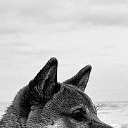 Tao participe au concours pour gagner de l'argent avec cette photo : dog, profile, black_and_white, fur, ears, mouth, teeth, tongue, outdoor, sky, cloudy, animal, pet, canine, portrait, side_view, nature, calm, content, closeup