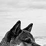 dog, profile, black_and_white, fur, ears, mouth, teeth, tongue, outdoor, sky, cloudy, animal, pet, canine, portrait, side_view, nature, calm, content, closeup