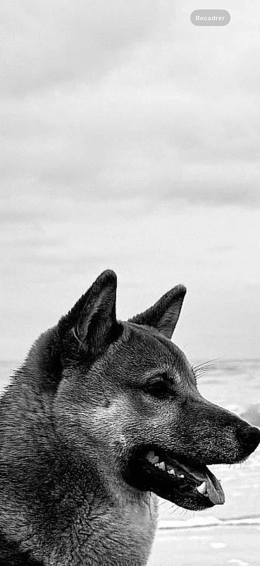 Tao participe au concours pour gagner de l'argent avec cette photo : dog, profile, black_and_white, fur, ears, mouth, teeth, tongue, outdoor, sky, cloudy, animal, pet, canine, portrait, side_view, nature, calm, content, closeup