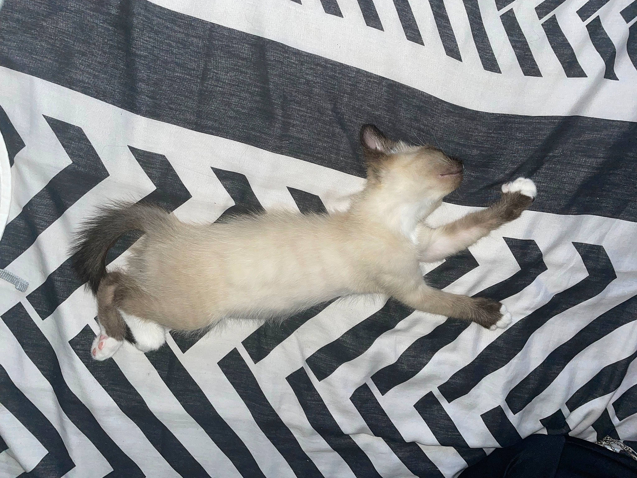 Tae a rejoint le concours — aidez-le/la à gagner de superbes lots ! carnivore, cat, comfort, companion_dog, dog_breed, fawn, felidae, font, fur, grey, linens, pattern, paw, siamese, small_to_medium_sized_cats, sporting_group, tail, terrestrial_animal, whiskers, wing