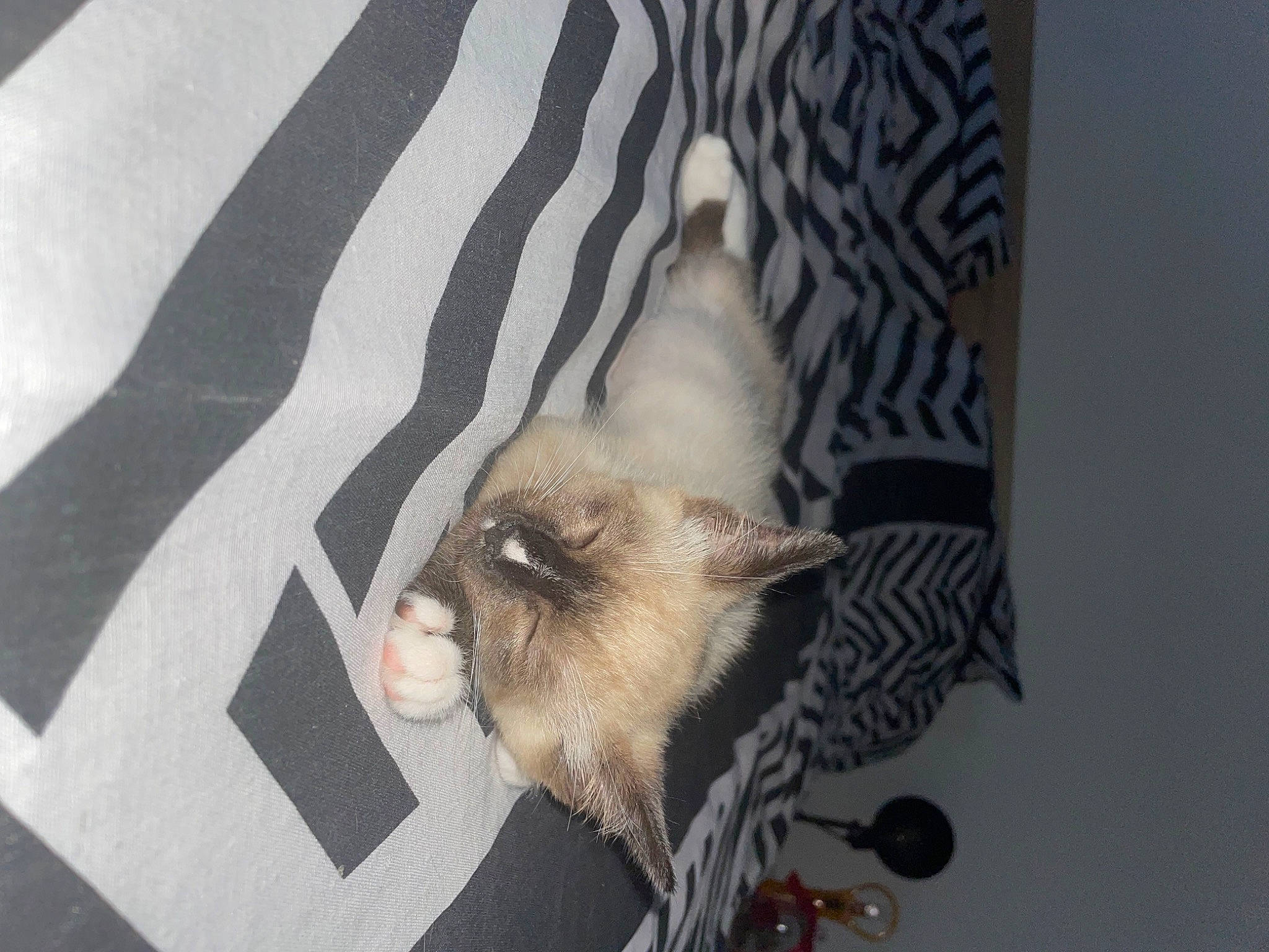 Tae participe au concours pour gagner de l'argent avec cette photo : balinese, canidae, carnivore, cat, dog_breed, domestic_short_haired_cat, fawn, felidae, fur, musical_instrument, paw, siamese, small_to_medium_sized_cats, snout, sporting_group, tail, thai, tonkinese, whiskers, wildlife