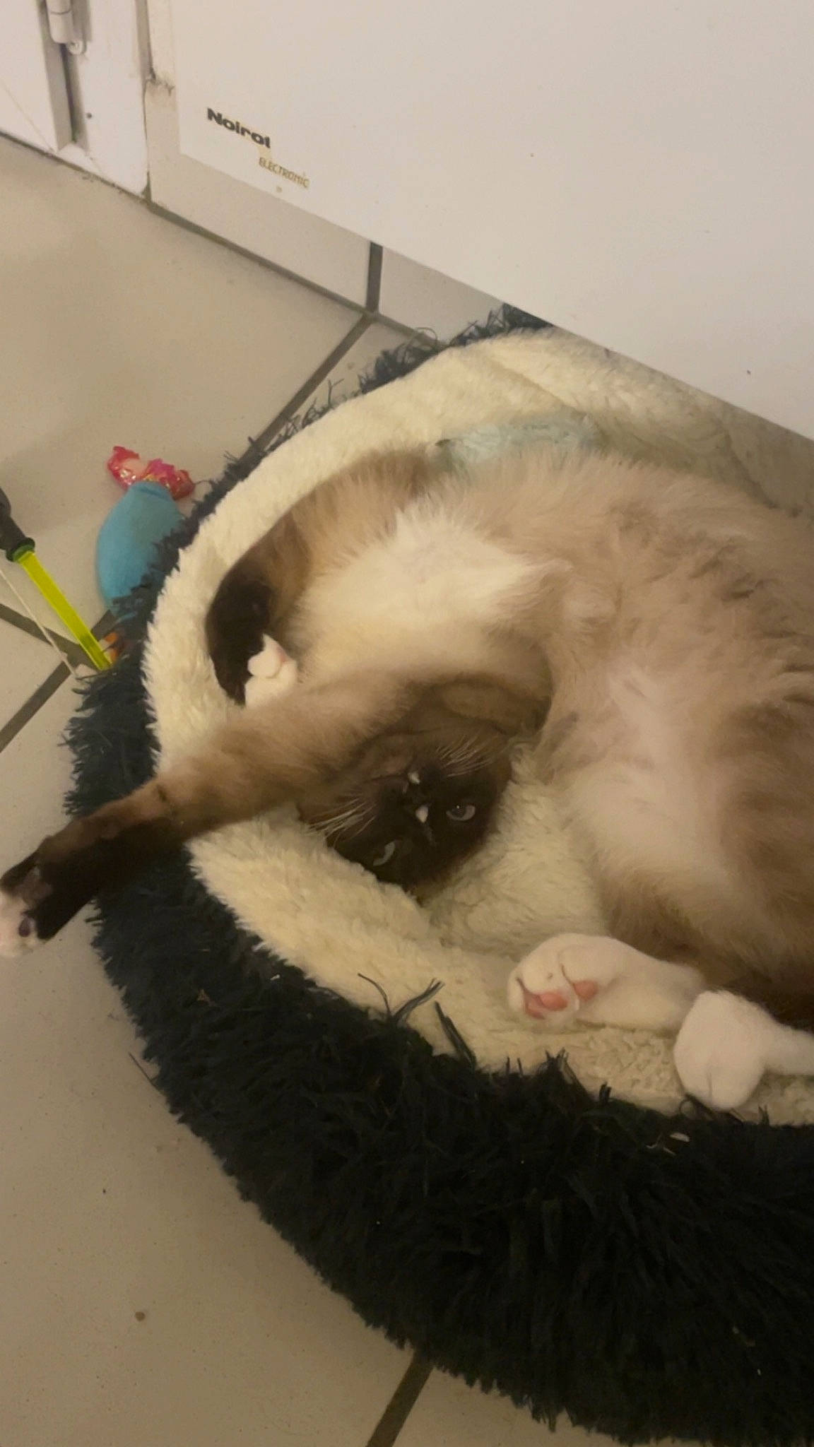 Tae a rejoint le concours — aidez-le/la à gagner de superbes lots ! canidae, carnivore, cat, cat_bed, cat_supply, claw, comfort, companion_dog, dog_breed, fawn, felidae, fur, mammal, paw, pet_supply, small_to_medium_sized_cats, snout, tail, vertebrate, whiskers