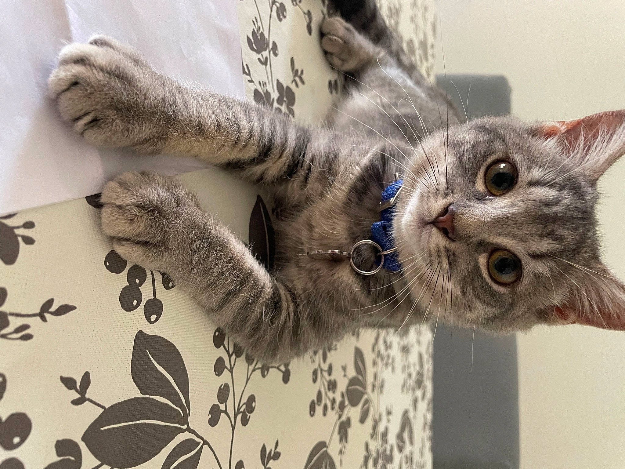 Tuesday a rejoint le concours — aidez-le/la à gagner de superbes lots ! carnivore, cat, claw, comfort, domestic_short_haired_cat, eye, felidae, foot, fur, gesture, linens, pattern, paw, plant, small_to_medium_sized_cats, snout, tail, tree, whiskers