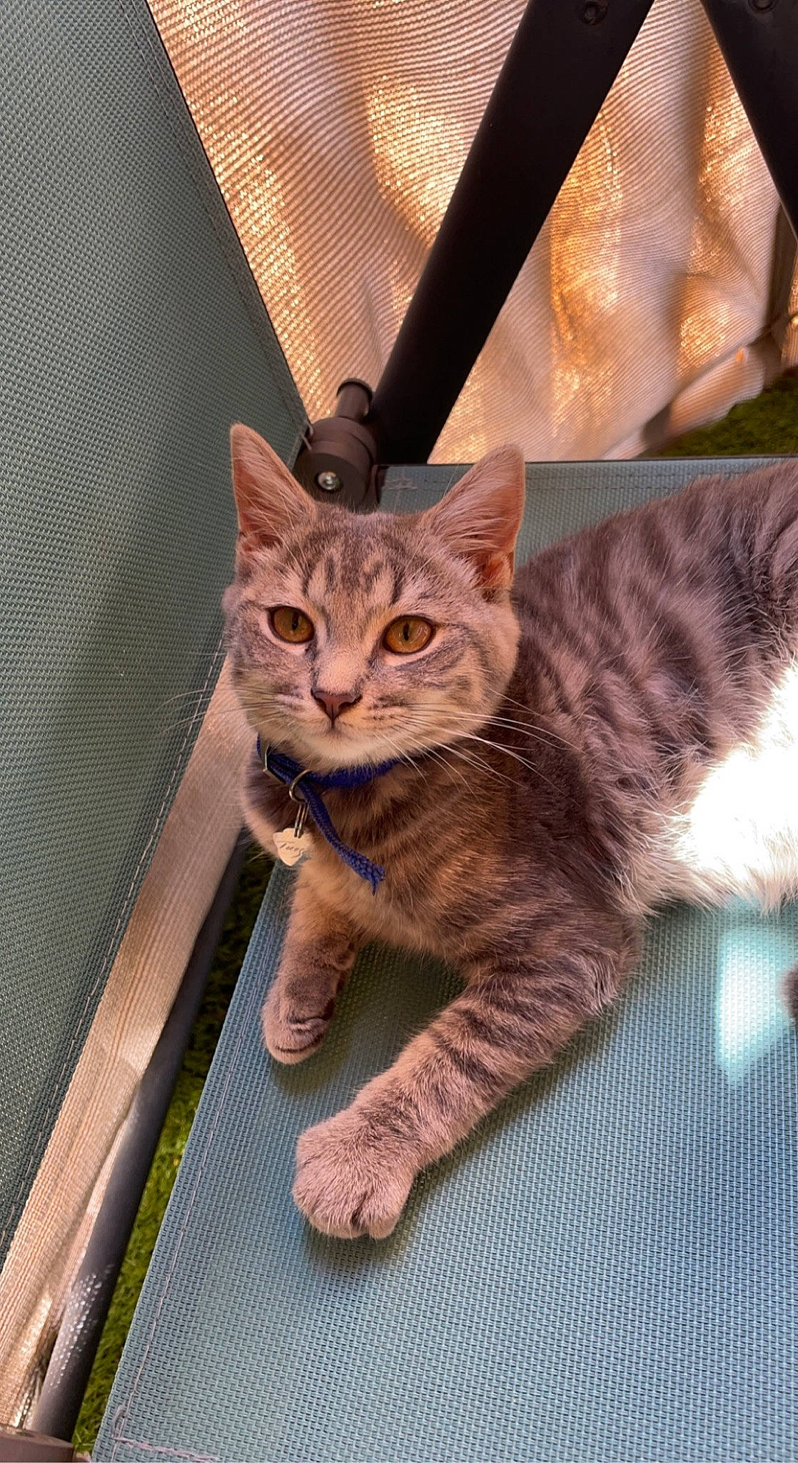 Tuesday a rejoint le concours — aidez-le/la à gagner de superbes lots ! carnivore, cat, comfort, domestic_short_haired_cat, eye, fawn, felidae, fur, mammal, metal, paw, sitting, small_to_medium_sized_cats, snout, tail, terrestrial_animal, tree, vertebrate, whiskers, wood