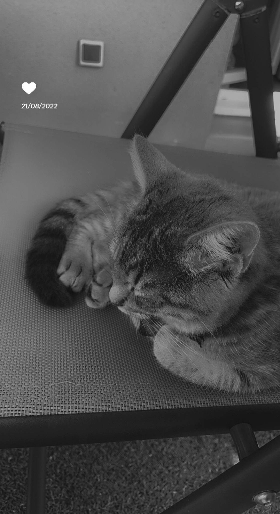 Tuesday participe au concours pour gagner de l'argent avec cette photo : black_and_white, carnivore, cat, comfort, domestic_short_haired_cat, felidae, flooring, gesture, grey, human_leg, mammal, monochrome, monochrome_photography, paw, small_to_medium_sized_cats, style, tail, vertebrate, whiskers, white