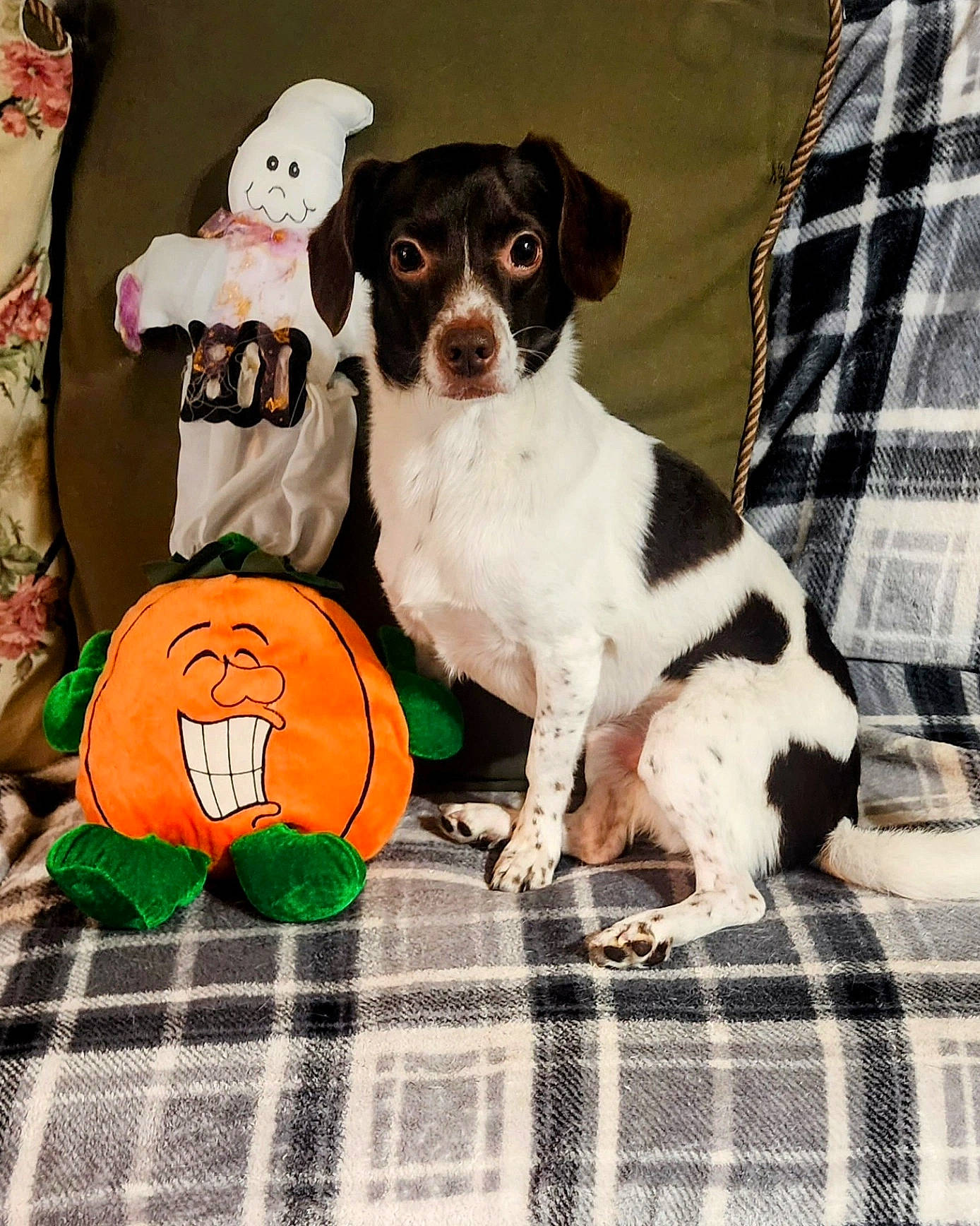 Chance joined the competition — help win amazing prizes! art, calabaza, canidae, carnivore, collar, companion_dog, dog, dog_breed, dog_supply, gourd, green, linens, pattern, paw, plaid, snout, sporting_group, tartan, toy_dog, working_animal