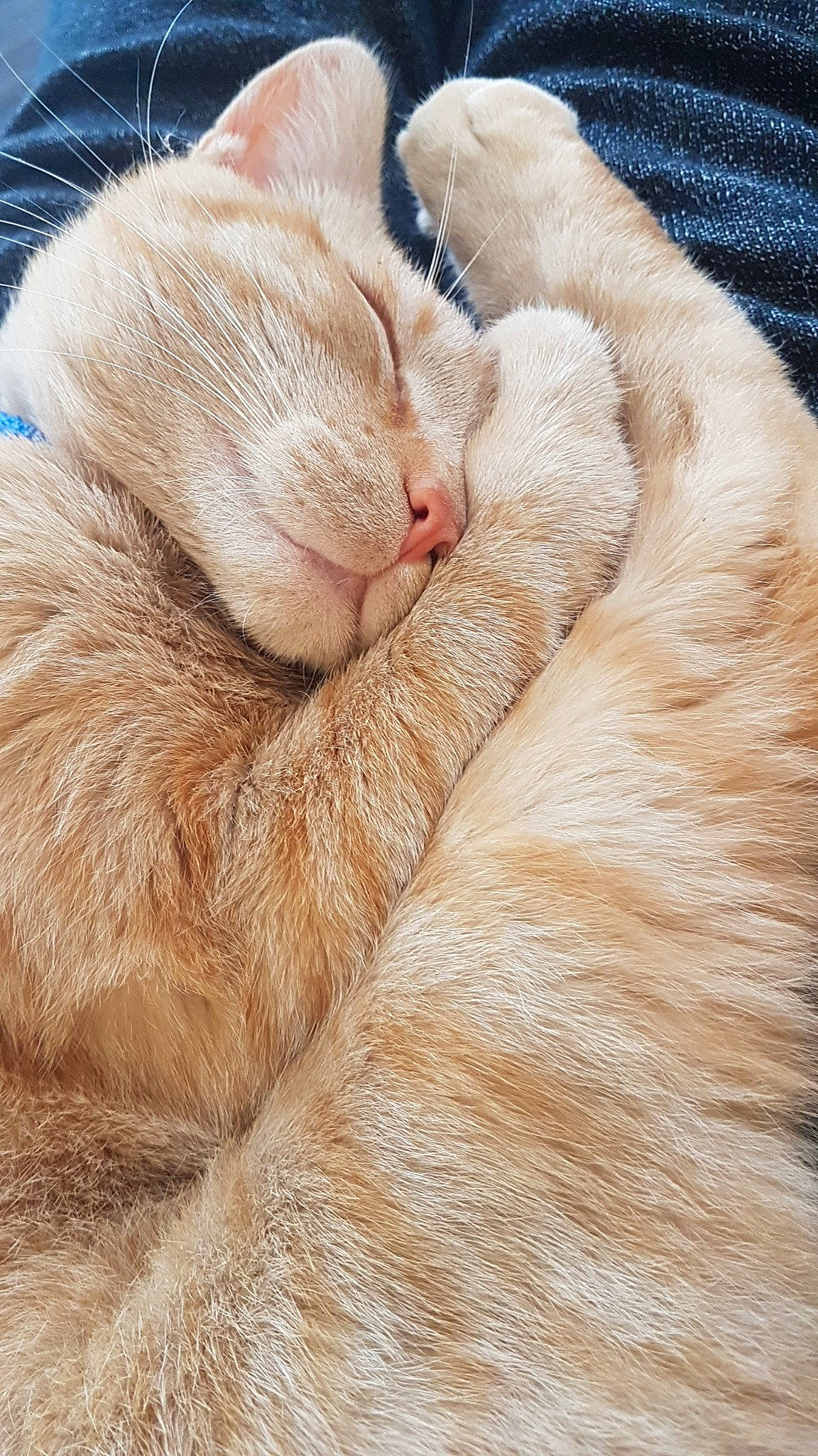 Pongo participe au concours pour gagner de l'argent avec cette photo : carnivore, cat, claw, close_up, ear, fawn, felidae, fur, kitten, nap, nose, paw, skin, sleep, small_to_medium_sized_cats, snout, tabby_cat, textile, whiskers