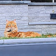 Trésor participe au concours pour gagner de l'argent avec cette photo : cat, orange_cat, grass, stone_wall, outdoor, pet, animal, feline, collar, lying_down, alert, fur, whiskers, ears, nature, daylight, relaxed, resting, garden, domestic_animal