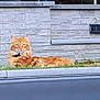 cat, orange_cat, grass, stone_wall, outdoor, pet, animal, feline, collar, lying_down, alert, fur, whiskers, ears, nature, daylight, relaxed, resting, garden, domestic_animal