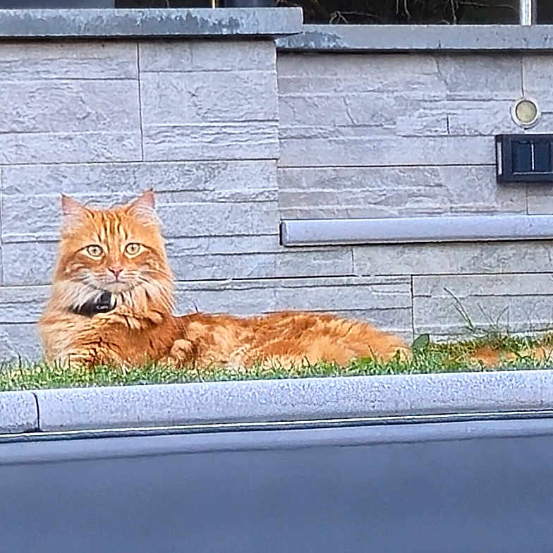 Trésor participe au concours pour gagner de l'argent avec cette photo : alert, animal, cat, collar, daylight, domestic_animal, ears, feline, fur, garden, grass, lying_down, nature, orange_cat, outdoor, pet, relaxed, resting, stone_wall, whiskers