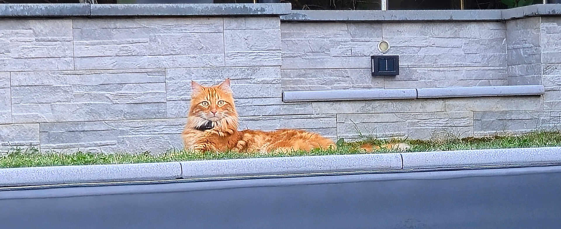 Trésor participe au concours pour gagner de l'argent avec cette photo : cat, orange_cat, grass, stone_wall, outdoor, pet, animal, feline, collar, lying_down, alert, fur, whiskers, ears, nature, daylight, relaxed, resting, garden, domestic_animal