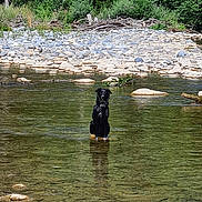Talisse a rejoint le concours — aidez-le/la à gagner de superbes lots ! dog, black_dog, water, river, rocks, forest, trees, nature, outdoor, wildlife, calm, shallow_water, standing, solitude, daytime, greenery, peaceful, animal, landscape, reflection