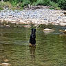 animal, black_dog, calm, daytime, dog, forest, greenery, landscape, nature, outdoor, peaceful, reflection, river, rocks, shallow_water, solitude, standing, trees, water, wildlife