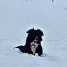 Talisse participe au concours pour gagner de l'argent avec cette photo : dog, snow, winter, outdoor, animal, black_and_white, field, tree, building, rural, nature, cold, landscape, pet, canine, snow_cover, fence, sky, quiet, serene