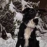 Talisse a rejoint le concours — aidez-le/la à gagner de superbes lots ! dog, black_dog, white_fur, snow, snowy_bushes, night, outdoor, pet, animal, collar, winter, fur, sitting, nature, quiet, cold, dark_sky, canine, alert, landscape