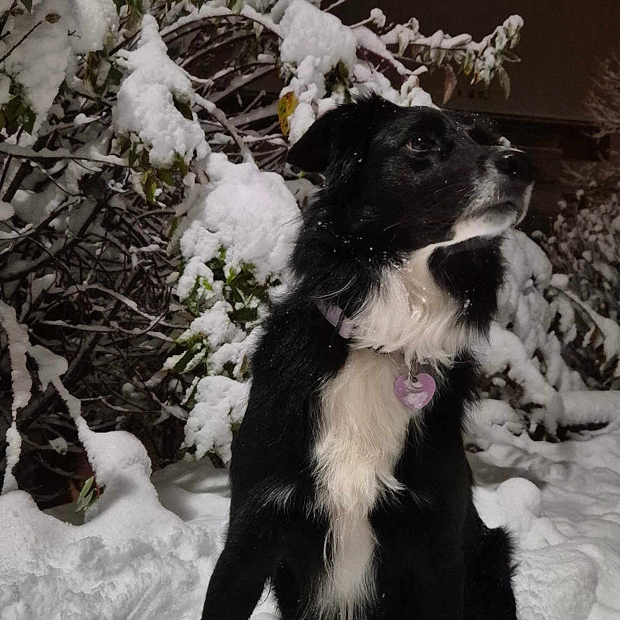 Talisse a rejoint le concours — aidez-le/la à gagner de superbes lots ! dog, black_dog, white_fur, snow, snowy_bushes, night, outdoor, pet, animal, collar, winter, fur, sitting, nature, quiet, cold, dark_sky, canine, alert, landscape