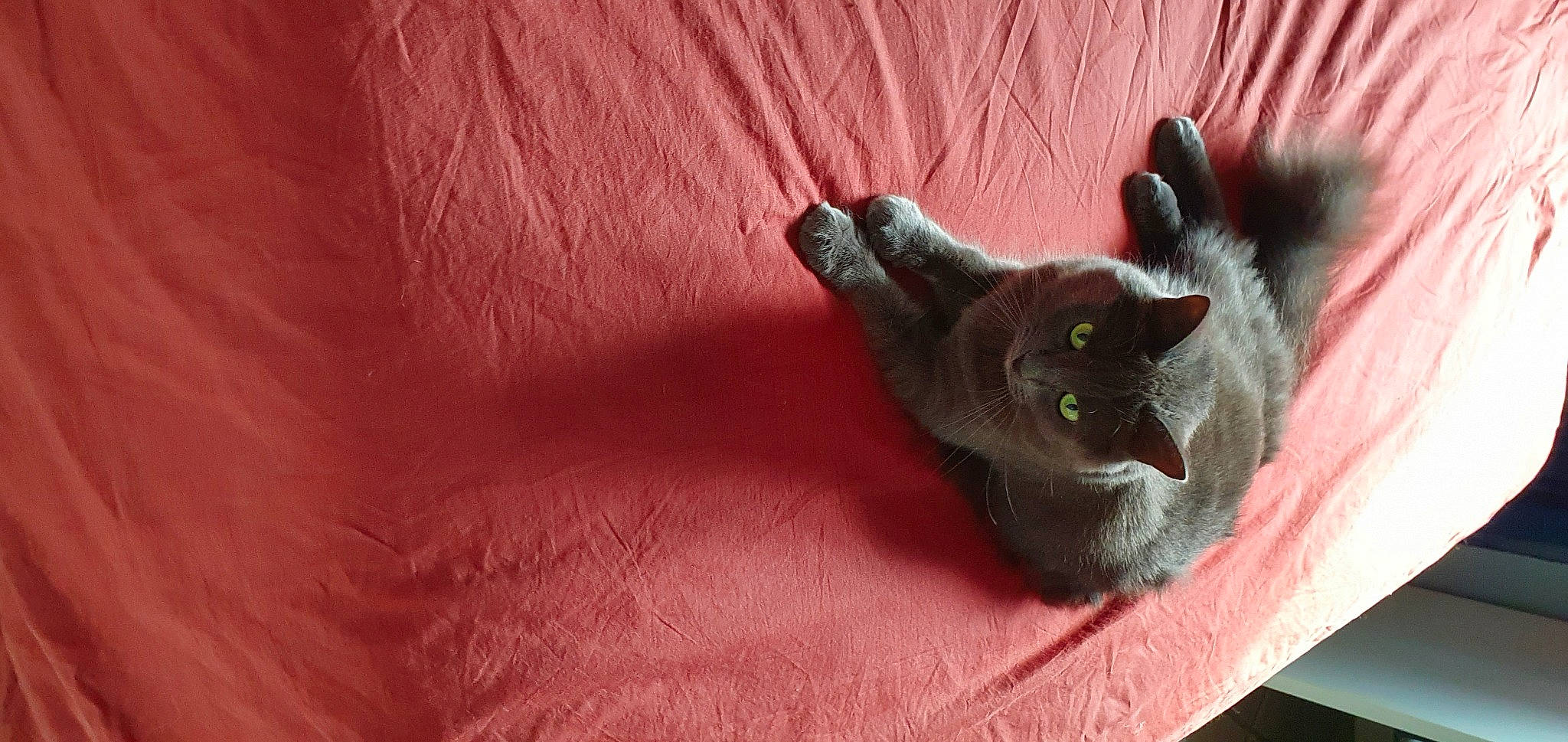 Paillette participe au concours pour gagner de l'argent avec cette photo : black_cat, carnivore, cat, claw, domestic_short_haired_cat, felidae, fur, grey, small_to_medium_sized_cats, snout, tail, whiskers, wood