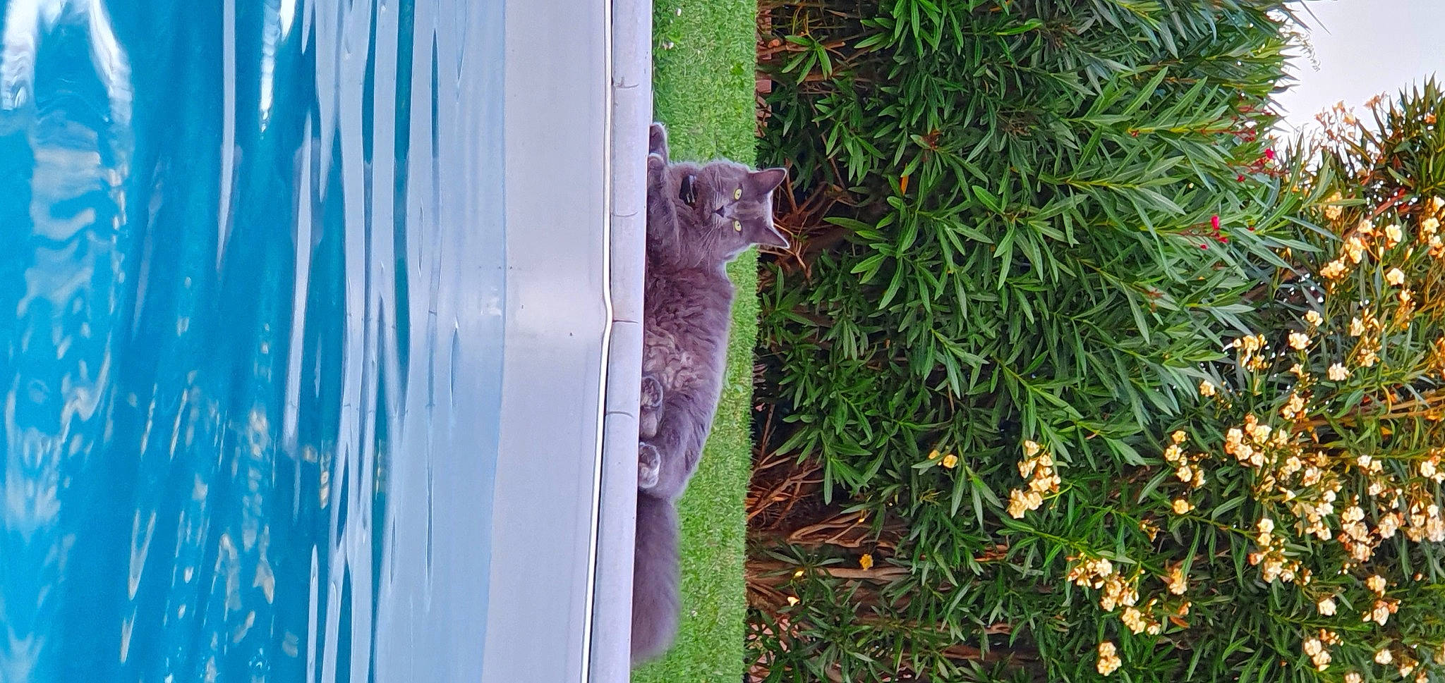 Paillette participe au concours pour gagner de l'argent avec cette photo : beak, electric_blue, evergreen, fawn, felidae, fruit, grass, grass_family, groundcover, herb, leaf, plant, tail, terrestrial_animal, terrestrial_plant, tree, trunk, whiskers, wildlife, wood