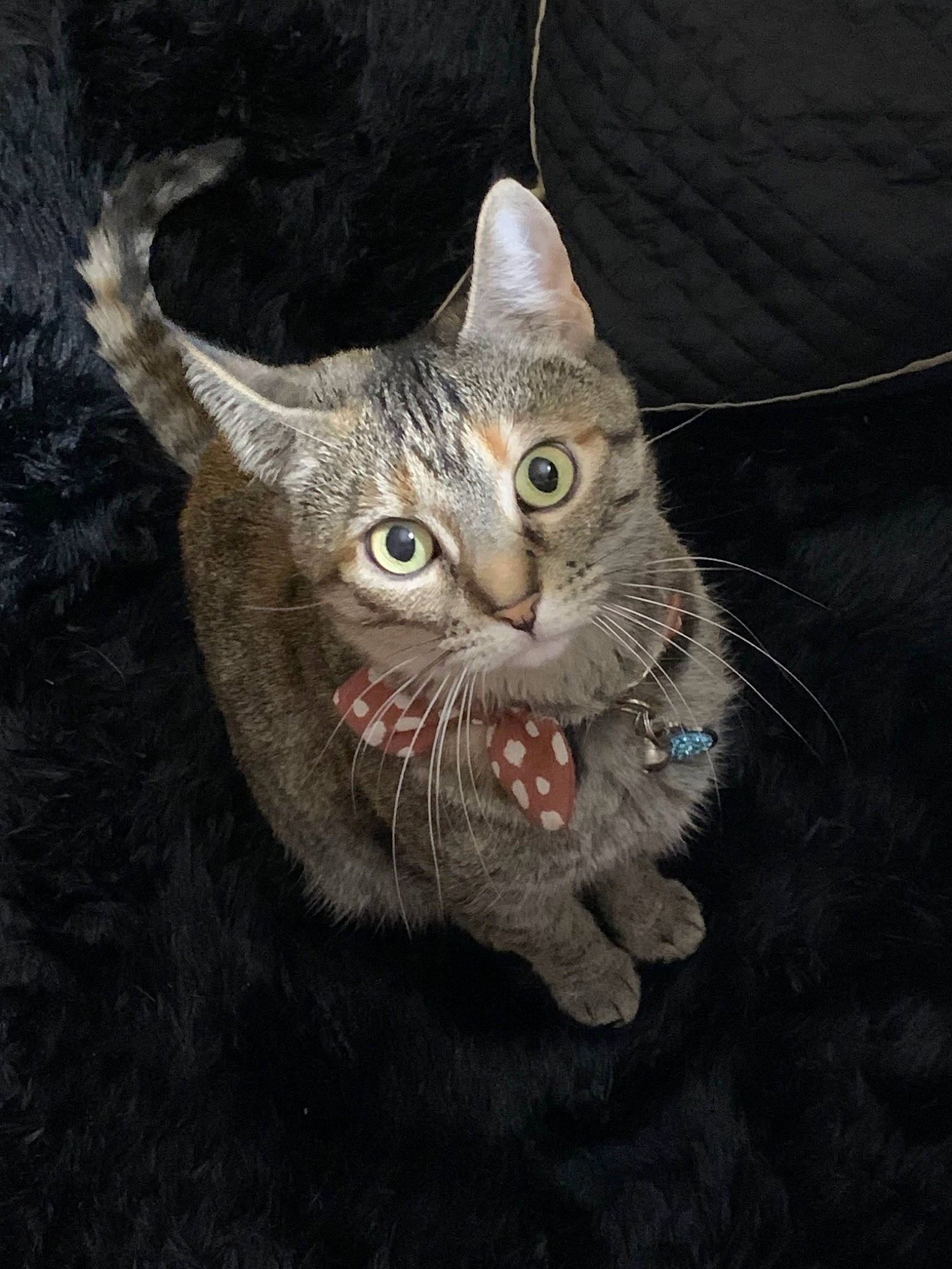 Kiki is registered to the contest to win money with this photo: art, carnivore, cat, darkness, domestic_short_haired_cat, felidae, fur, illustration, painting, small_to_medium_sized_cats, snout, terrestrial_animal, whiskers, wildlife, window