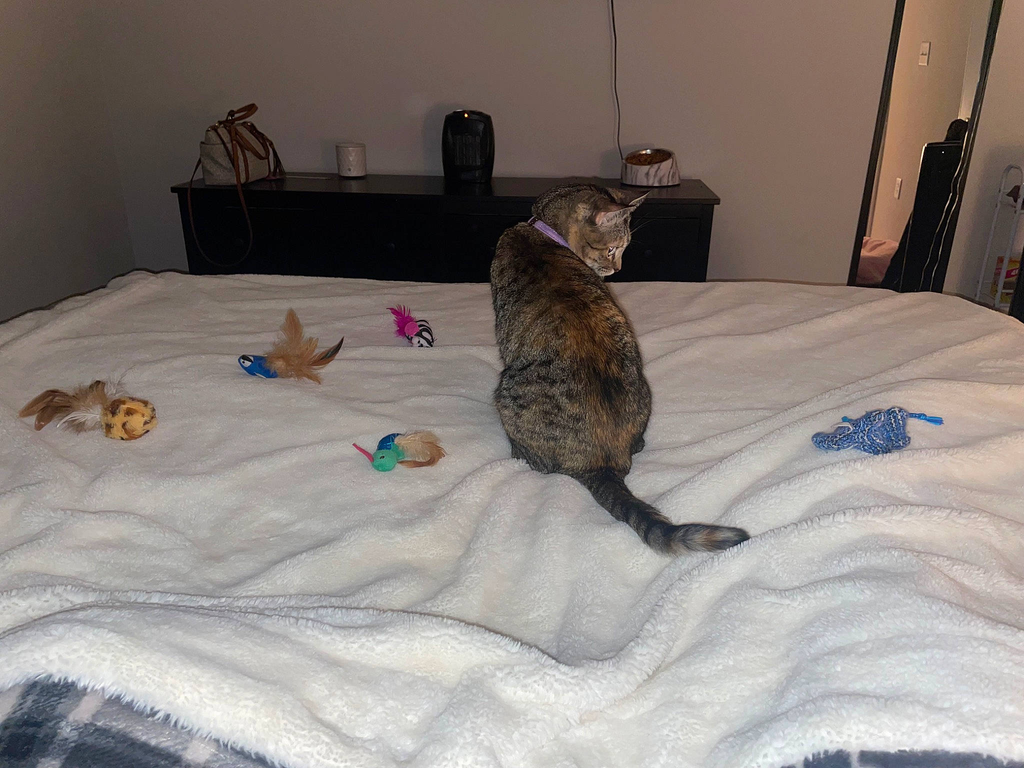 Kiki joined the competition — help win amazing prizes! bed, bedding, canidae, carnivore, cat, comfort, dog_breed, domestic_short_haired_cat, fawn, felidae, fur, furniture, grey, linens, small_to_medium_sized_cats, sporting_group, tail, terrestrial_animal, textile, whiskers