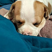 Daisy Mae joined the competition — help win amazing prizes! puppy, dog, sleeping, close_up, blanket, cozy, fur, cute, pet, animal, resting, brown_and_white, nose, indoor, soft, young, adorable, relaxing, snout, comfort