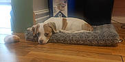 Daisy Mae is registered to the contest to win money with this photo: puppy, dog, pet_bed, wooden_floor, indoor, brown_and_white, small_dog, resting, cozy, toy, household, recycling_bin, flooring, fur, cute, animal, domestic_animal, laying_down, looking, quiet