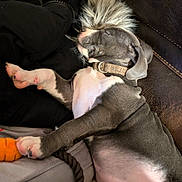 Dipper is registered to the contest to win money with this photo: puppy, sleeping, dog, couch, blanket, toy, indoor, pet, relaxed, fur, collar, paw, snout, cozy, resting, animal, comfort, soft, home, napping