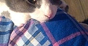 Hashtag is registered to the contest to win money with this photo: cat, gray_cat, white_cat, pet, animal, indoor, resting, closeup, plaid_blanket, blue_blanket, purple_blanket, fabric, fur, whiskers, floor, wooden_floor, relaxed, sleepy, domestic_cat, cute