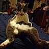 Hashtag is registered to the contest to win money with this photo: cat, sitting, bed, indoor, relaxed, feline, furniture, room, cozy, domestic, animal, pet, legs, resting, cute, whiskers, ears, fur, home, casual