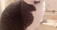 Hashtag joined the competition — help win amazing prizes! animal, bathroom, cat, closeup, curious, cute, feline, fur, gray, indoor, mirror, peeling_paint, pet, pink_nose, portrait, sink, sitting, wall, whiskers, white