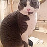 Hashtag joined the competition — help win amazing prizes! cat, gray, white, pink_nose, sitting, bathroom, sink, mirror, wall, peeling_paint, feline, pet, indoor, curious, closeup, portrait, cute, animal, whiskers, fur