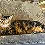 cat, tabby, animal, feline, resting, lounging, wood, rustic, concrete_wall, indoor, pet, striped, ears, whiskers, paw, tail, relaxed, calm, side_view, daylight