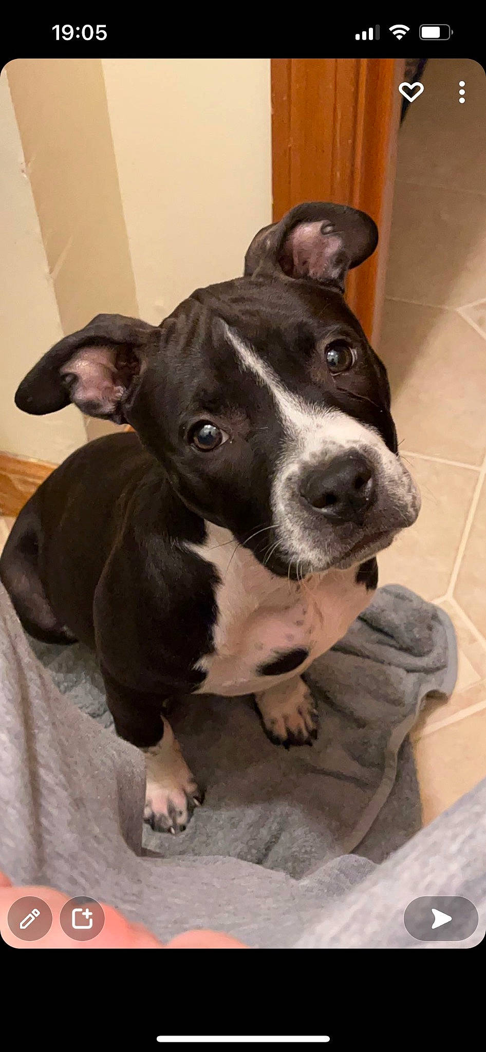 Loki joined the competition — help win amazing prizes! canidae, carnivore, collar, comfort, companion_dog, dog, dog_breed, ear, eye, fawn, flooring, fur, head, non_sporting_group, snout, sporting_group, terrestrial_animal, tile_flooring, whiskers, working_animal