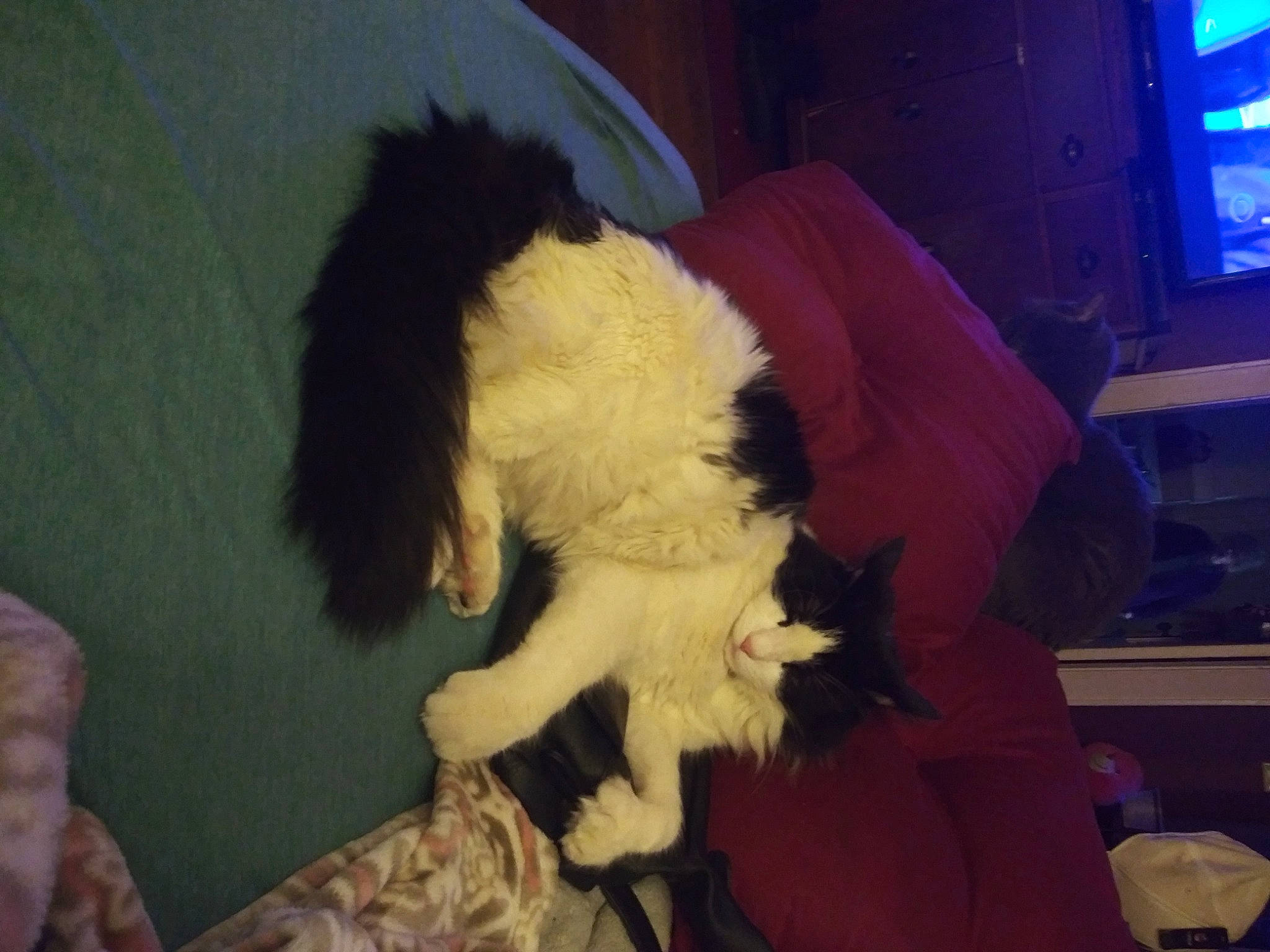 Batman is registered to the contest to win money with this photo: canidae, carnivore, cockapoo, companion_dog, dog, dog_breed, fur, puppy, sporting_group, tibetan_terrier