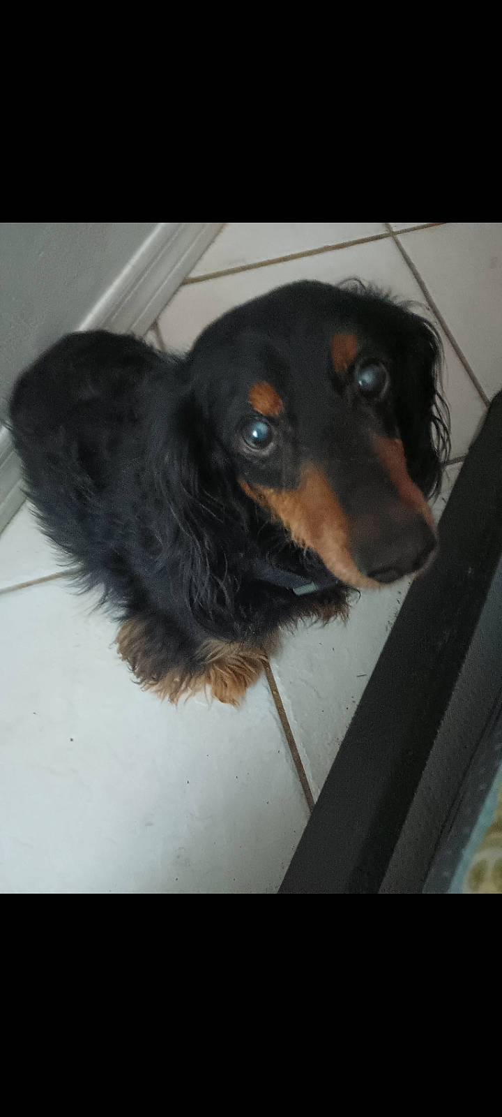 Ceasar joined the competition — help win amazing prizes! canidae, carnivore, companion_dog, dog, dog_breed, dog_supply, fur, liver, pet_supply, puppy, sporting_group, toy_dog, whiskers, working_animal, working_dog