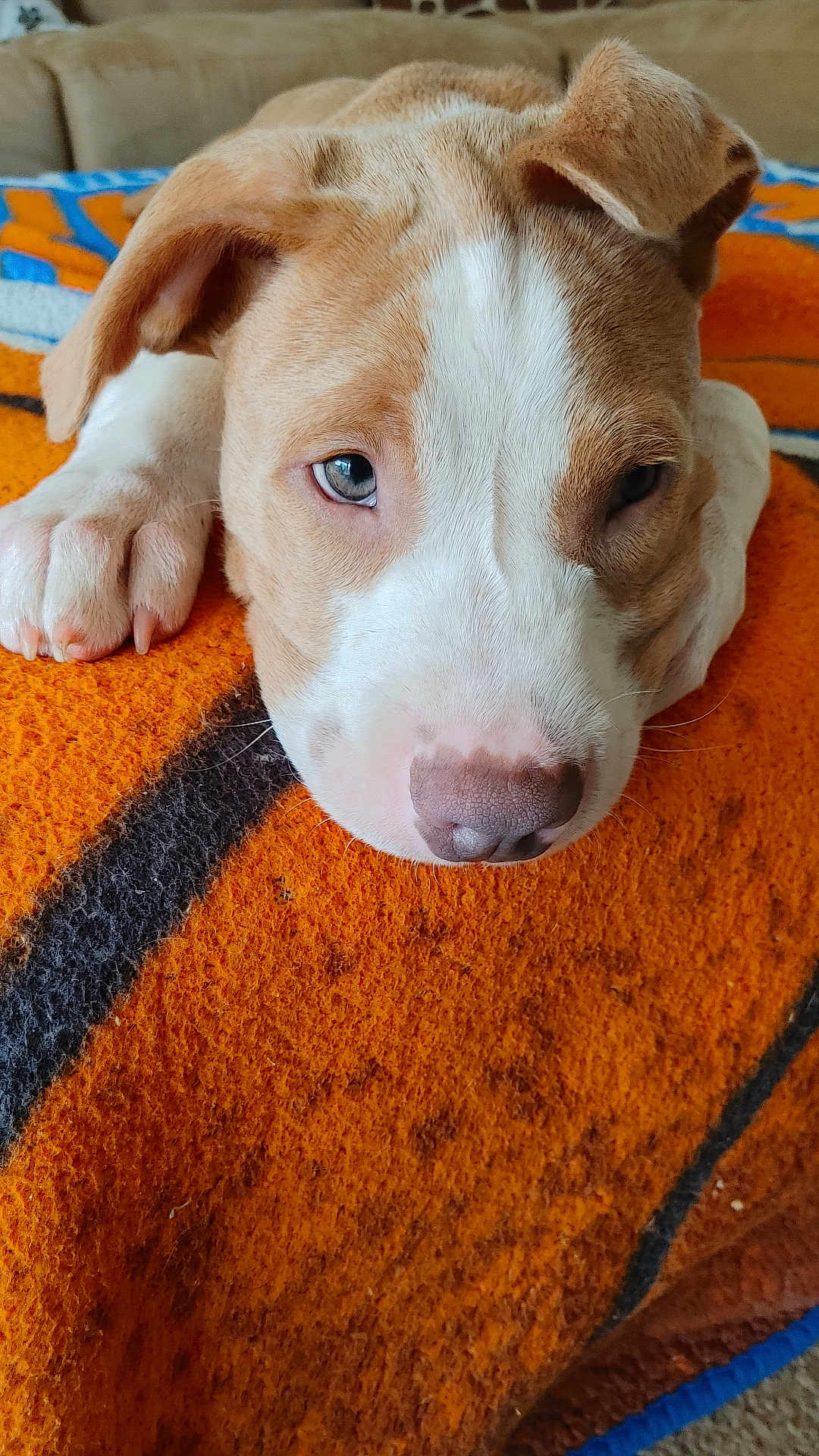 Loso is registered to the contest to win money with this photo: puppy, dog, close_up, orange_blanket, cute, sleepy, ears, paws, fur, pet, indoor, resting, animal, young_dog, face, snout, whiskers, soft_texture, cozy, lying_down