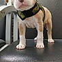 Loso is registered to the contest to win money with this photo: puppy, dog, animal, pet, indoor, chair, harness, curious, cute, brown_and_white, floor, wall, brick_wall, close_up, young_dog, four_legs, ears, nose, paw, standing