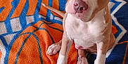 Loso joined the competition — help win amazing prizes! puppy, dog, blanket, new_york_knicks, indoor, couch, pet, cute, brown_and_white, fur, ears, tail, sitting, looking_up, young_dog, animal, domestic_animal, home, soft_texture, basketball