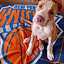 animal, basketball, blanket, brown_and_white, couch, cute, dog, domestic_animal, ears, fur, home, indoor, looking_up, new_york_knicks, pet, puppy, sitting, soft_texture, tail, young_dog