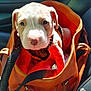 animal, bag, canine, car_seat, closeup, cozy, cute, dog, domestic_animal, furry, indoor, leash, orange_bag, pet, pet_accessory, portrait, puppy, sunlight, travel, young_dog