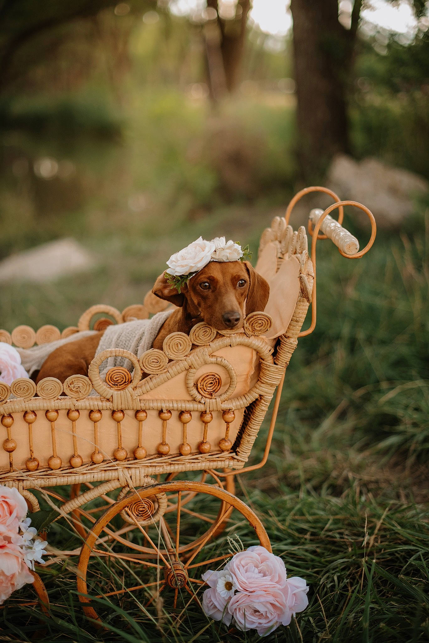 Tootsie is registered to the contest to win money with this photo: baby_products, bag, basket, chair, event, fawn, grass, hat, infant_bed, photograph, plant, product, storage_basket, sunglasses, tire, toy, tree, wheel, wicker, wood